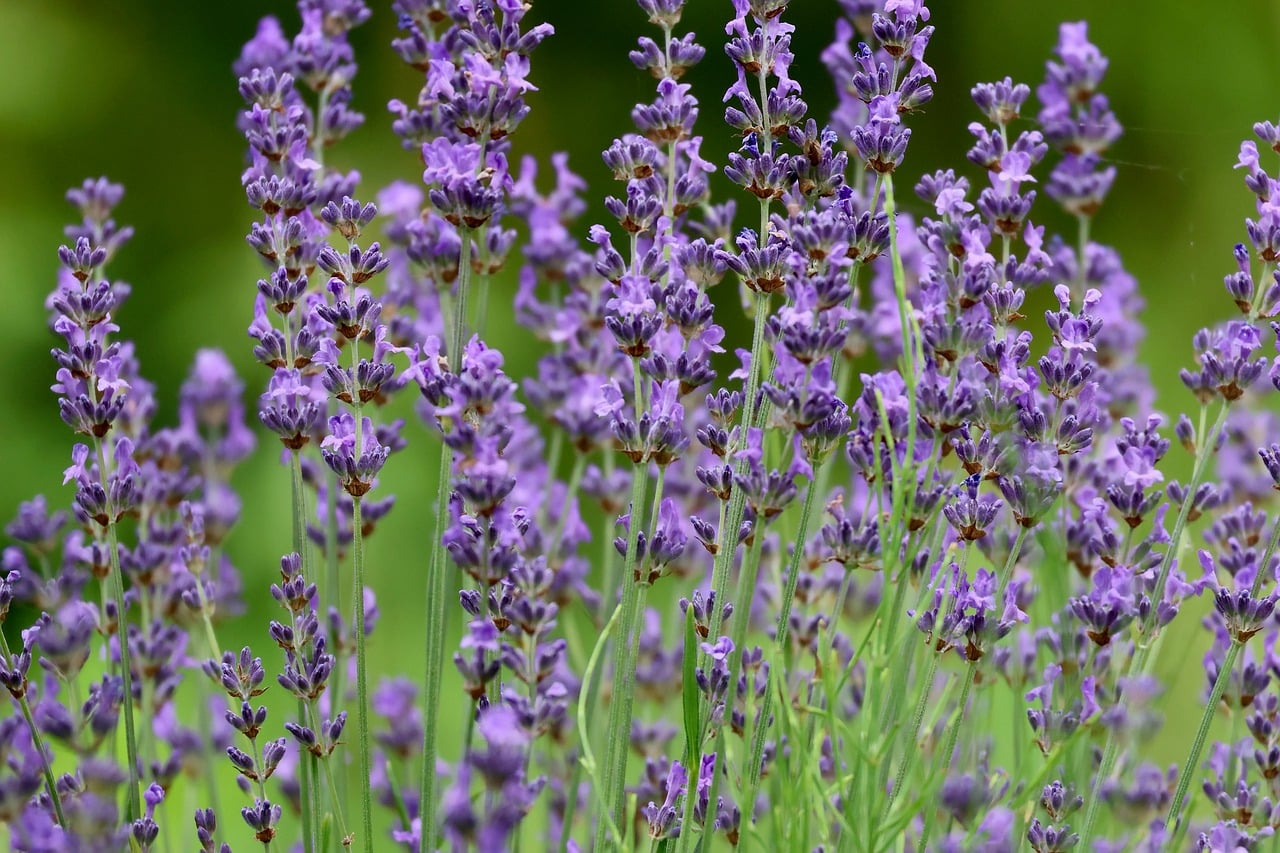 Mandarin Aromatics for a Calm Evening: Diffuser Rituals for Winding Down